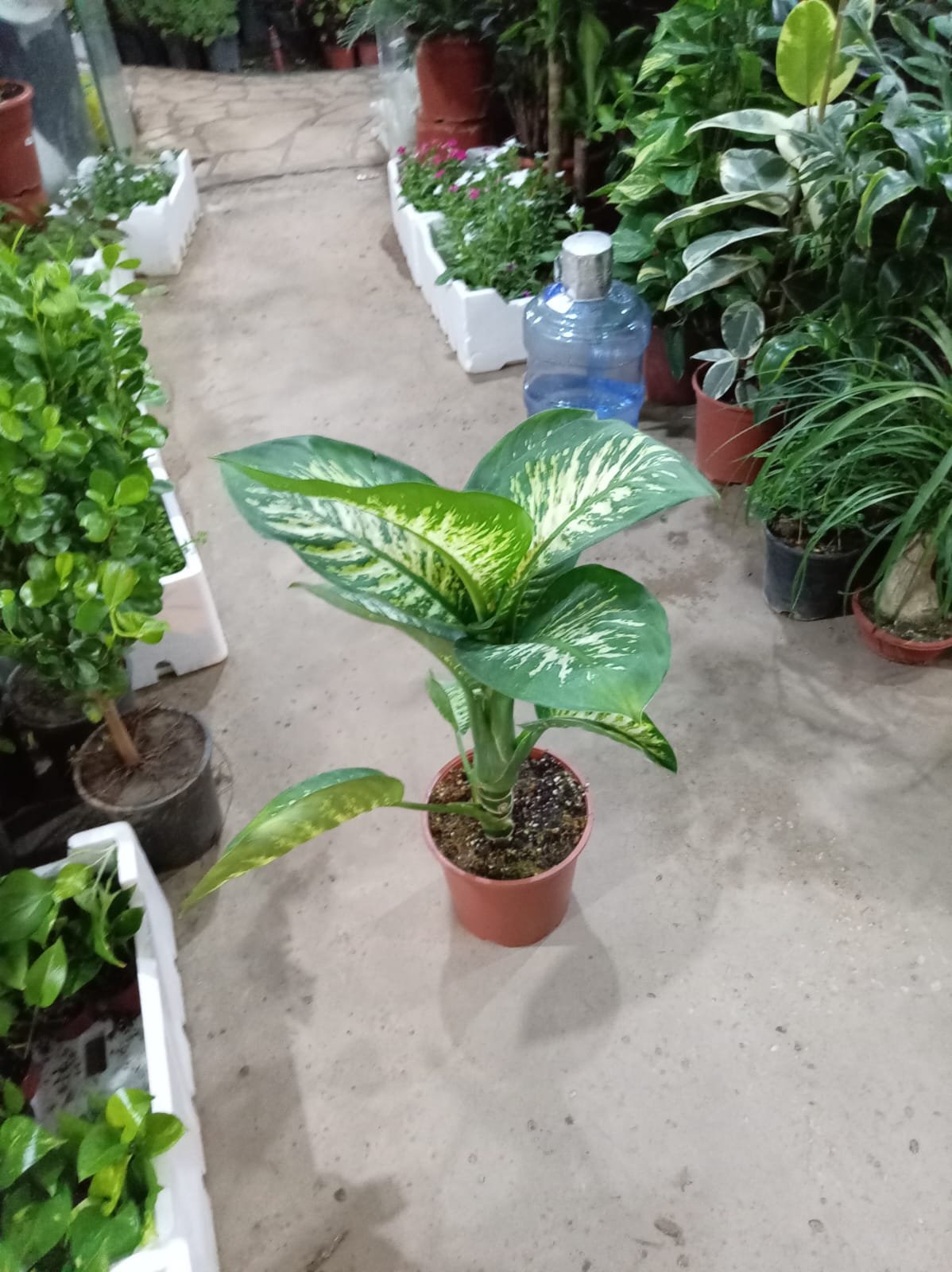 عمل تنسيق حدائق